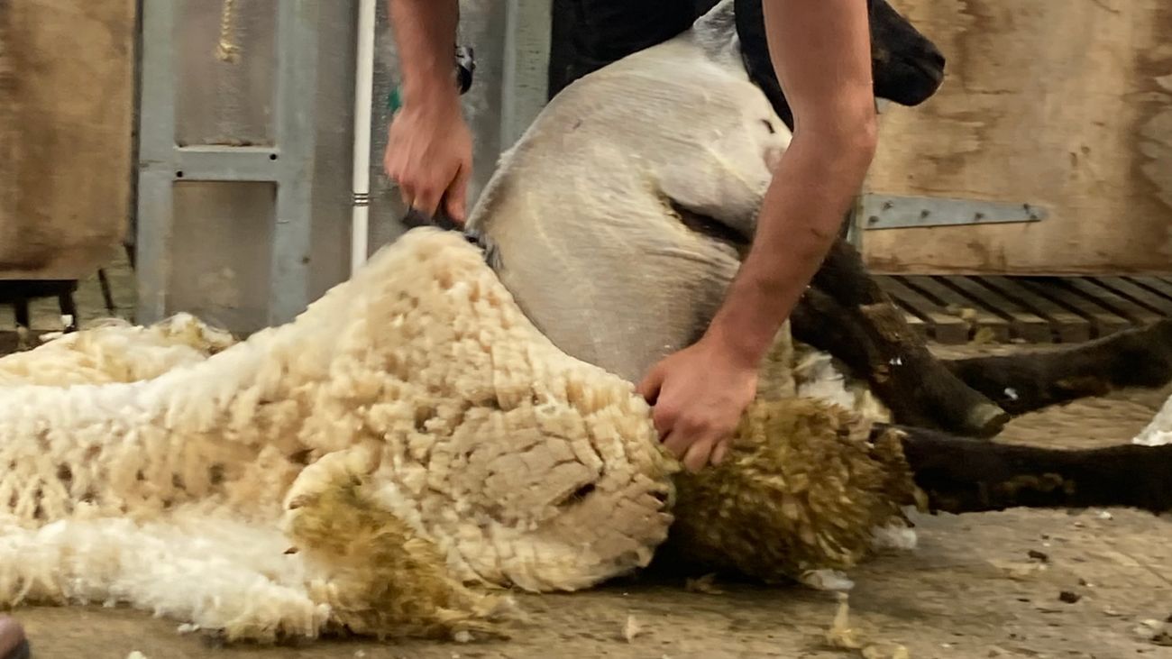 Woolly Wash Out: Sheep Shearing Amid Relentless Rain